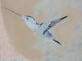 Immagine colibrì