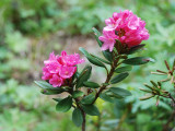 rododendro