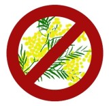 no-mimose