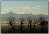 monviso-alberi-evid