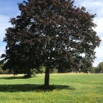 John Clarke trees-in-manygates-park