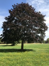 John Clarke trees-in-manygates-park